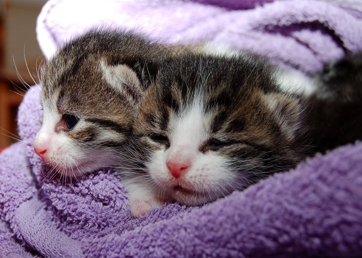 cat kittens