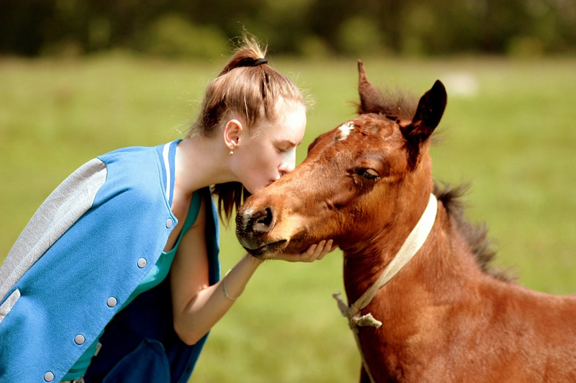 horse