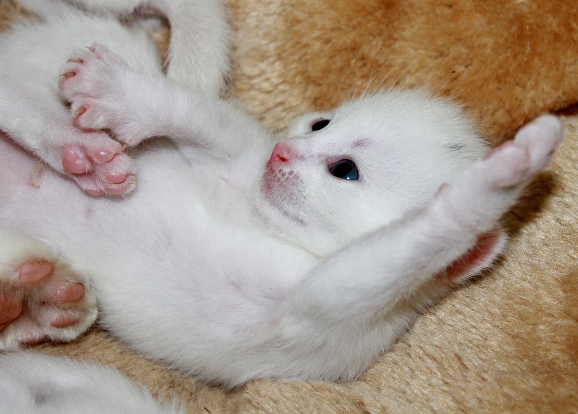 kitten