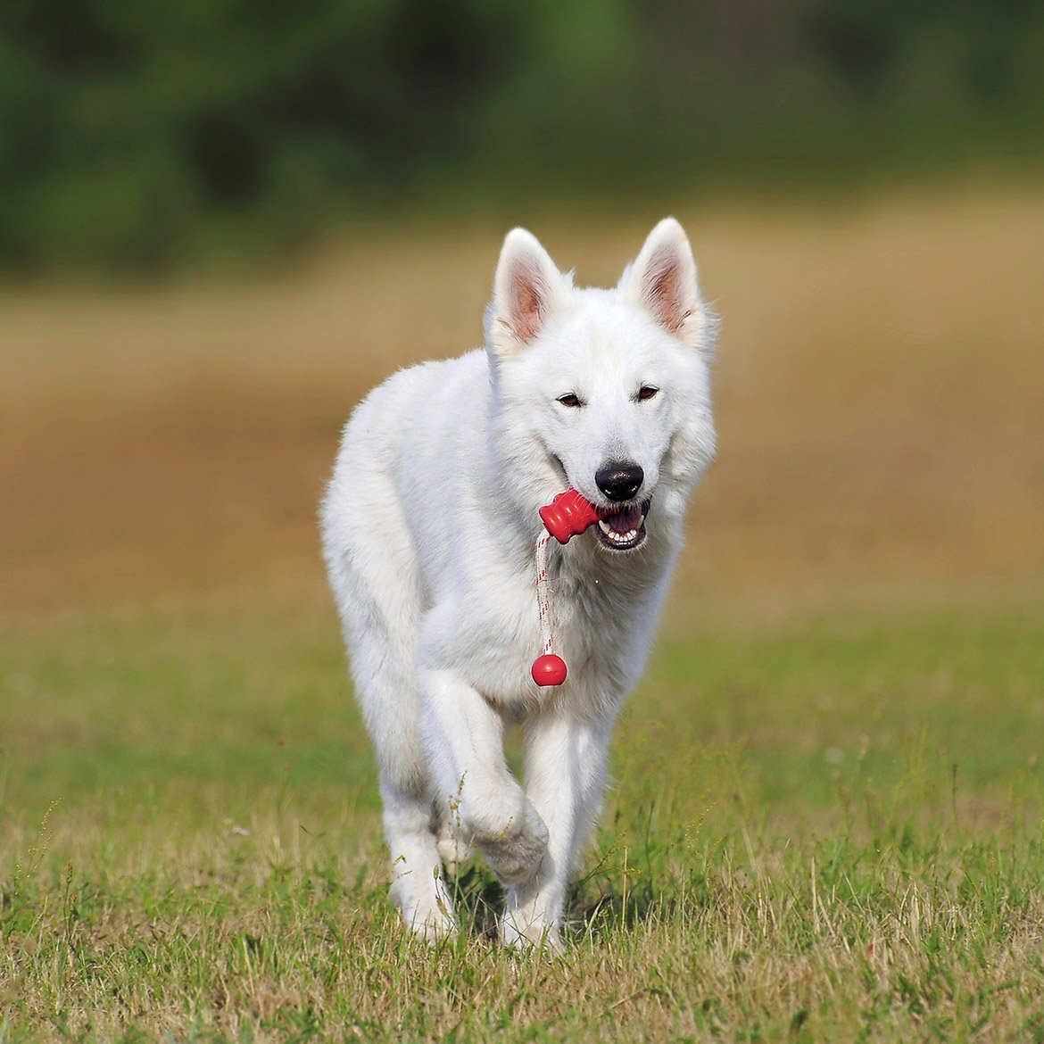 swiss shepherd dog